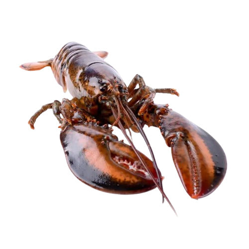 Live Maine Lobster