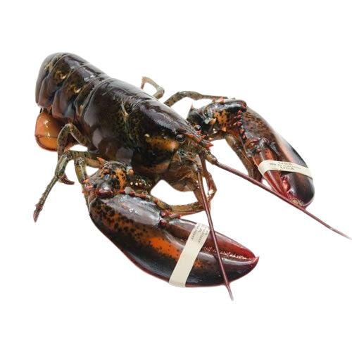 Live Maine Lobster