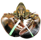 Live Maine Lobster