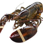 Live Maine Lobster