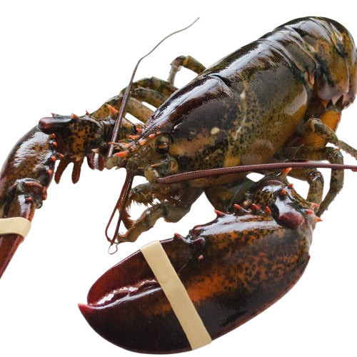 Live Maine Lobster